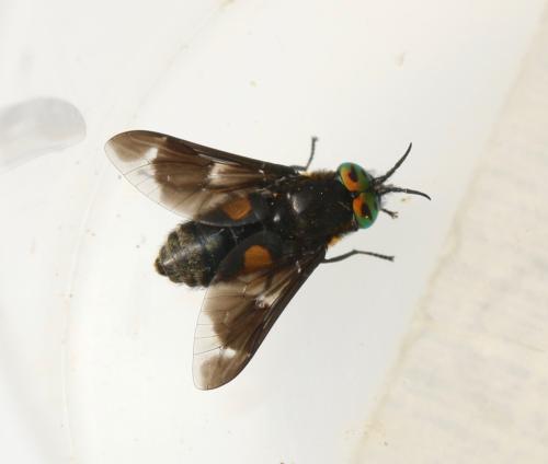 Réf. 328 820 : Chrysops caecutiens